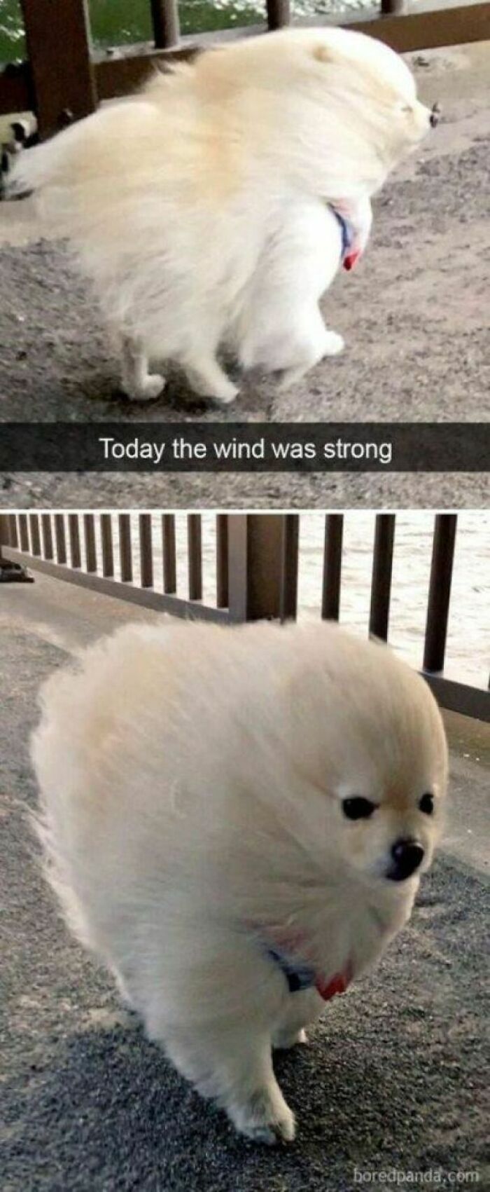 A wholesome post depicting a small fluffy dog being comically blown by strong wind, looking like a cloud.