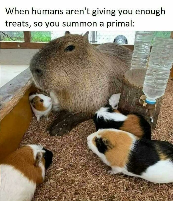 A wholesome post featuring a capybara surrounded by guinea pigs, humorously referred to as a summoned primal.