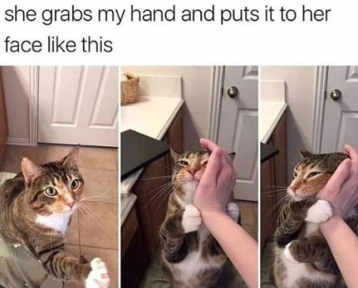 A wholesome post showing a cat grabbing a hand and putting it to its face, demonstrating affection.