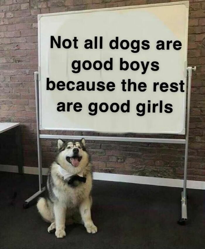 Wholesome post: A husky wearing glasses and a bow tie next to a whiteboard, good boys and girls.