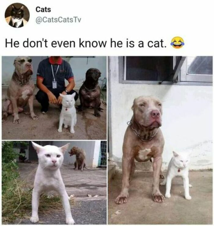 Wholesome posts: A white cat posing with large dogs, looking like a tiny break from everything.
