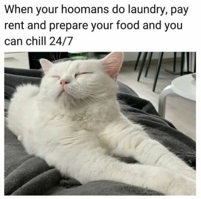 Wholesome posts: A relaxed white cat on a gray blanket, enjoying a tiny break from everything.