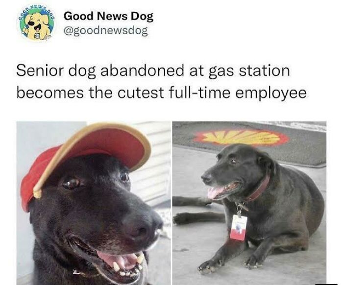 Wholesome posts: A happy black dog wearing a red hat and another lying down with a name tag, a tiny break.