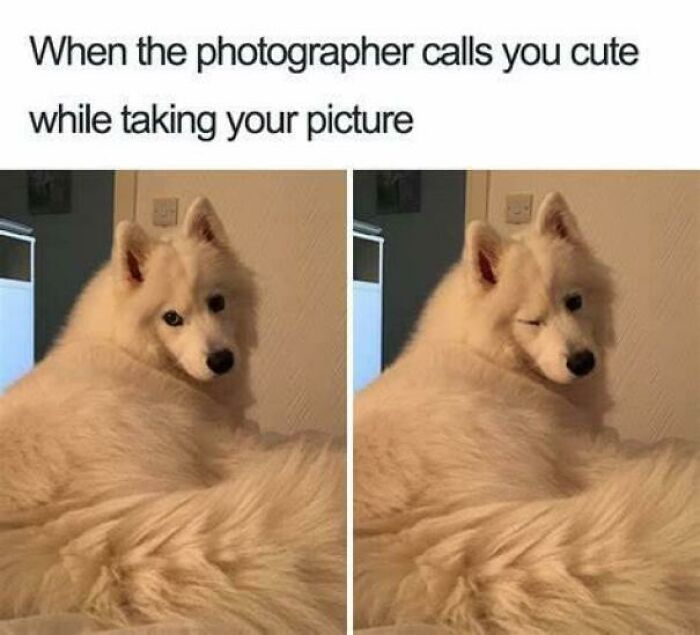 A wholesome post showing a cute Samoyed dog winking, reacting to being called cute by a photographer.