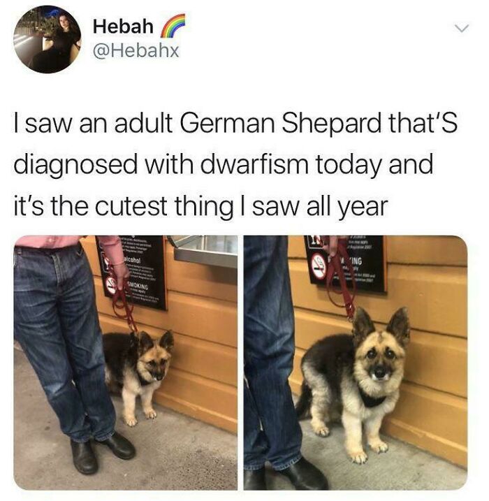 A small German Shepherd with dwarfism on a leash next to an owner's legs, a wholesome post about cuteness.