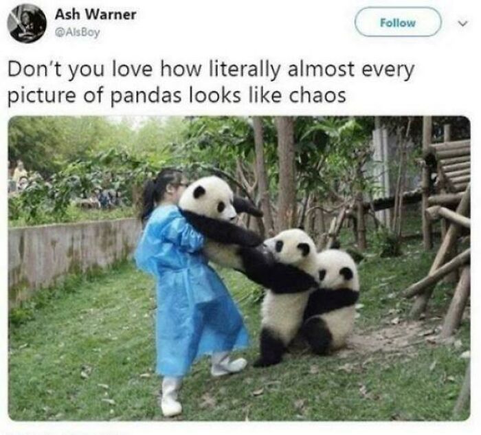 A girl in a blue raincoat is surrounded by three playful pandas in a wholesome post, creating a tiny break.