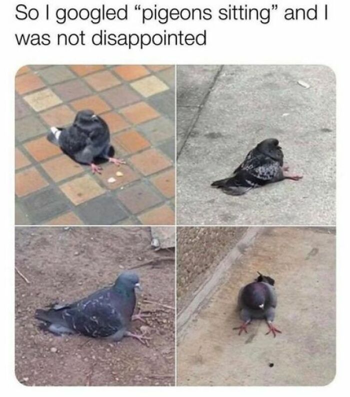 Four images of pigeons sitting in various relaxed positions, a wholesome post offering a tiny break.