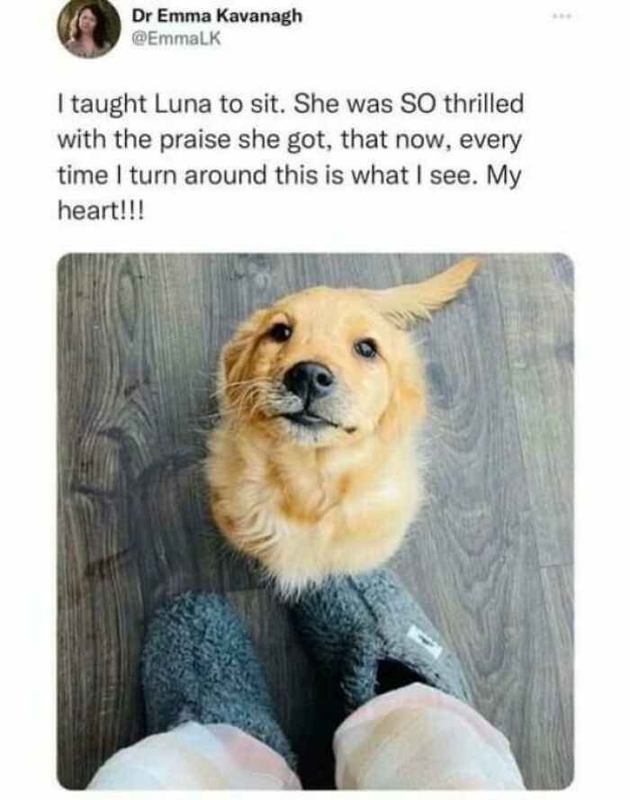 A golden retriever puppy peeking its head between a person's feet, a wholesome post that feels like a tiny break.