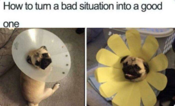 Wholesome post: A pug in a medical cone transformed into a cheerful flower for a tiny break.