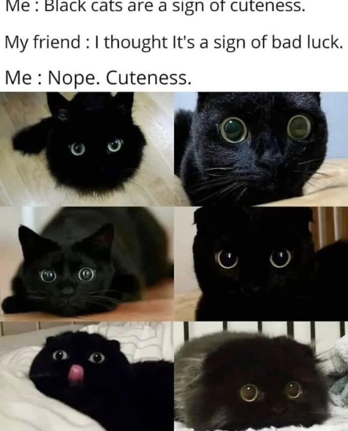 A collage of six photos of cute black cats with big eyes, illustrating wholesome posts about pet cuteness.