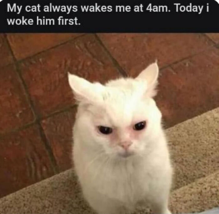A grumpy-looking white cat, woken up early, representing a wholesome post about pet antics.