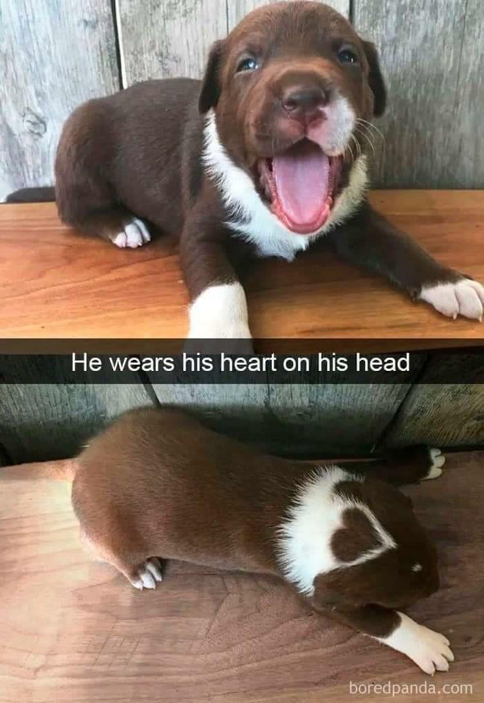 A sweet puppy with a heart-shaped marking on its head, a wholesome post and a tiny break from stress.