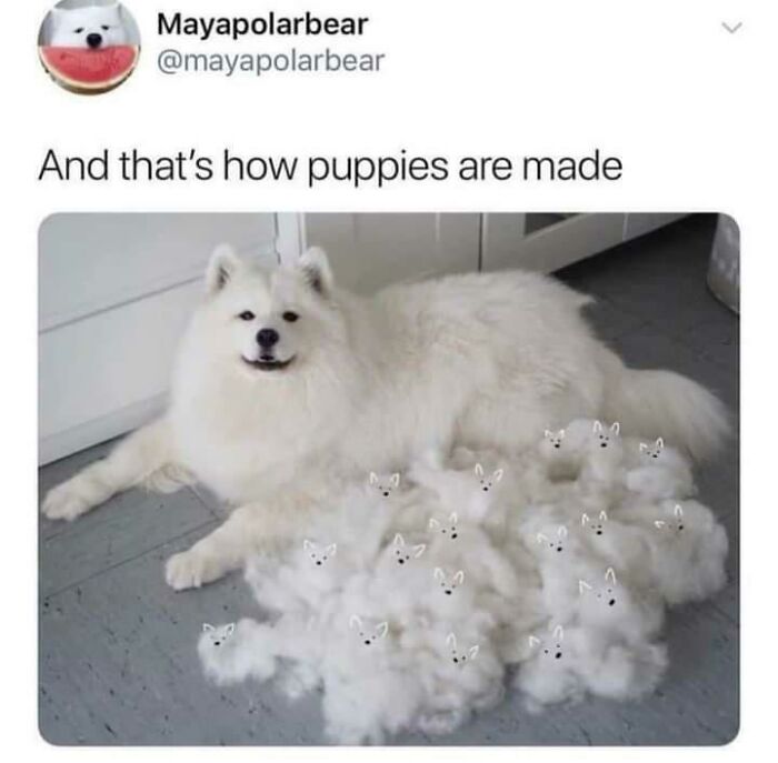 A fluffy white dog surrounded by tiny dog-shaped fluff balls, illustrating how puppies are made, a wholesome post.