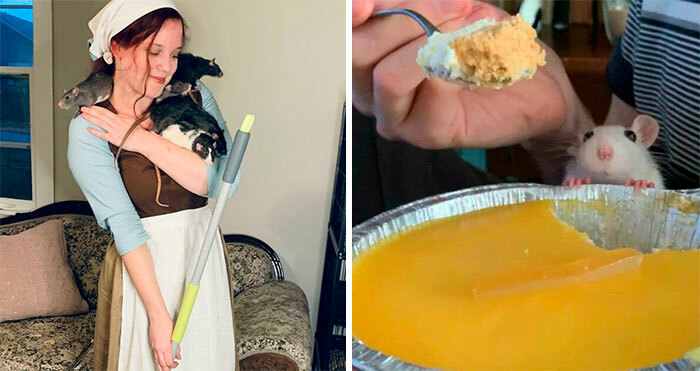 A woman holding pet rats and a rat peeking over a pie, highlighting wholesome posts.