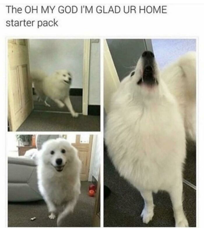A happy white dog greets its owner, representing wholesome posts and a tiny break from daily stress.