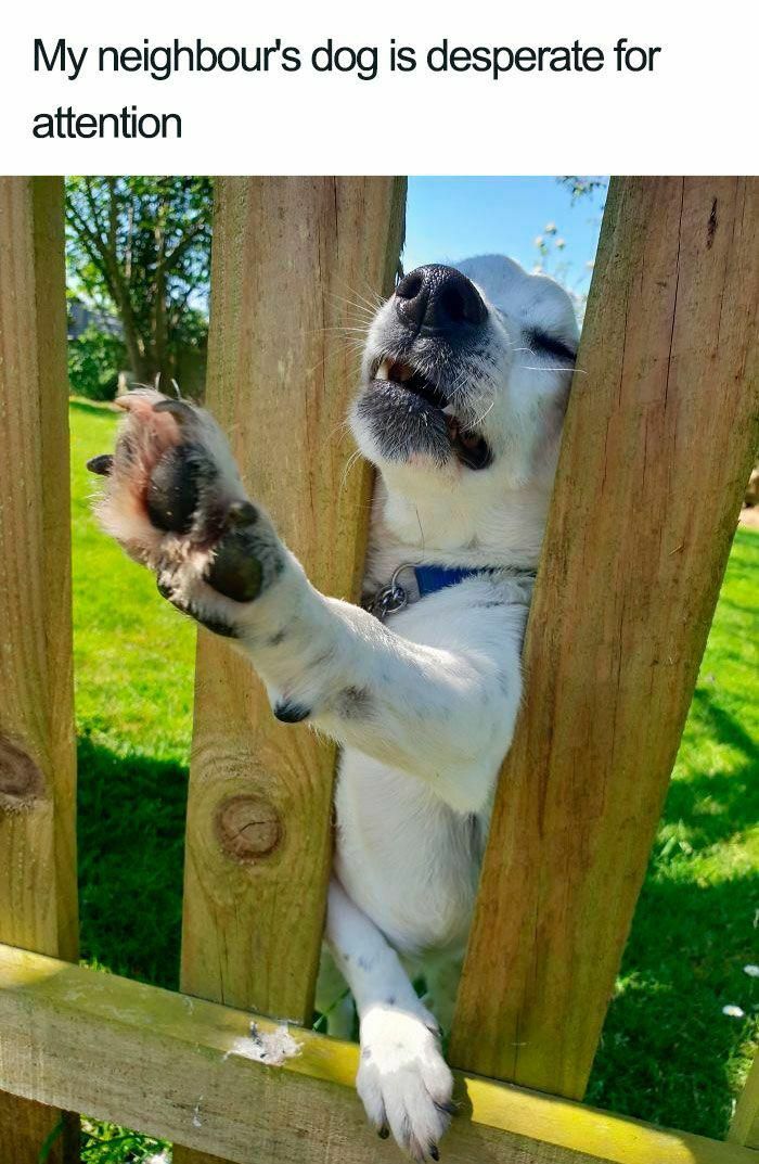 A neighbor's dog comically stuck in a fence, desperate for attention; a wholesome post.