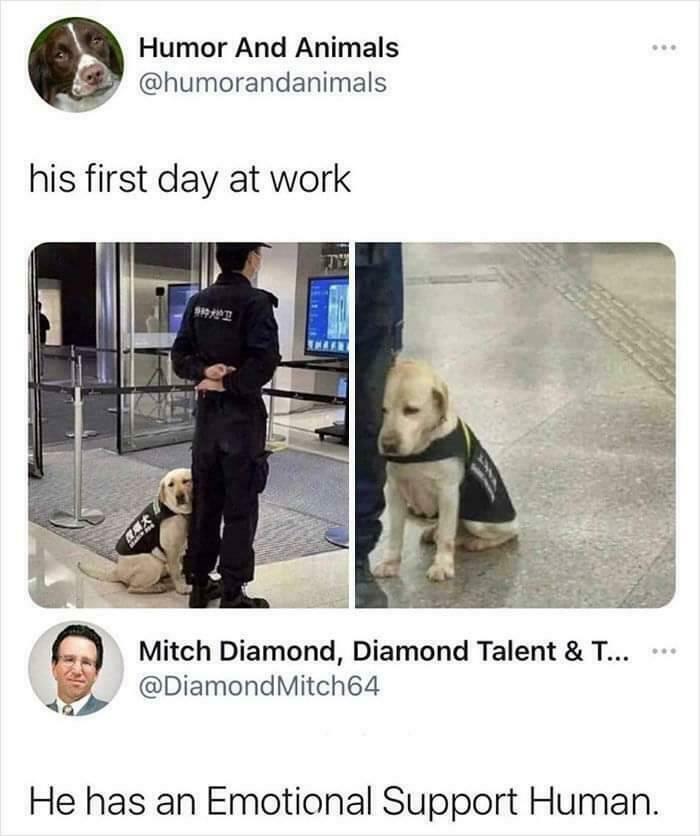 A sad-looking service dog next to a police officer on its first day at work. Wholesome posts.