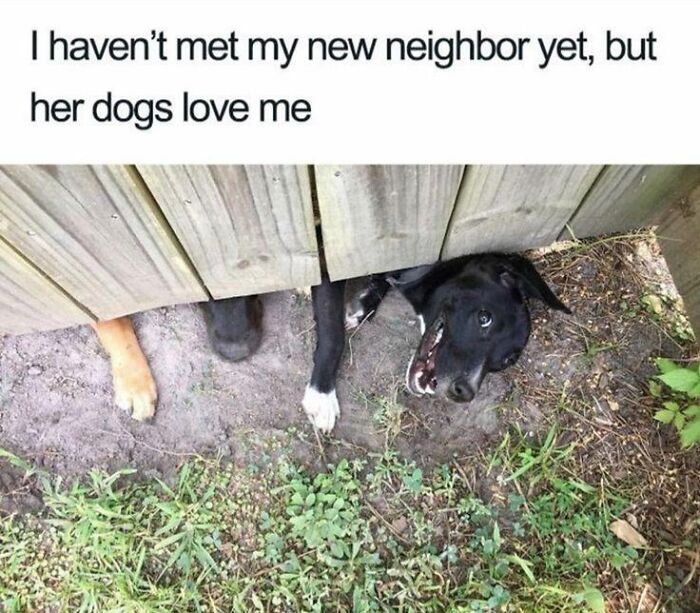 A wholesome post showing a cute black dog peeking under a fence, showing affection for a new neighbor.