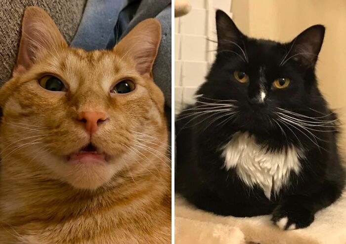 A split image showing an orange tabby cat and a black cat with a white chest, both featured in silliest vet bills.