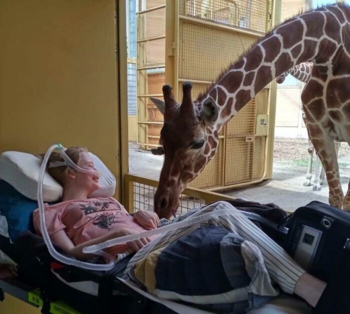 A girl in a hospital bed smiling as a giraffe gently approaches her, creating a wholesome moment.