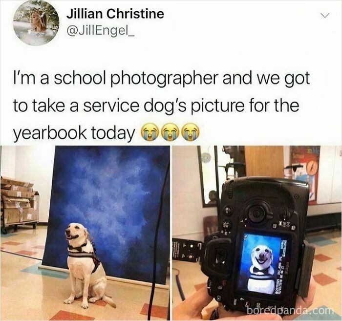 A service dog poses for yearbook photos, a wholesome post that feels like a tiny break from everything going wrong.
