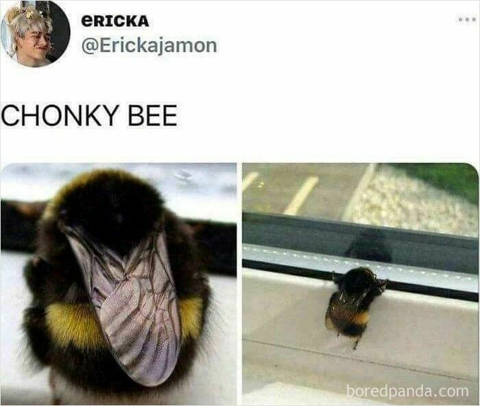 A wholesome post of a very fluffy, or chonky, bumblebee on a white ledge.