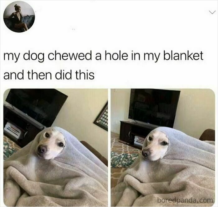 Wholesome post: A dog hides in a blanket, peeking through a hole, for a tiny break.