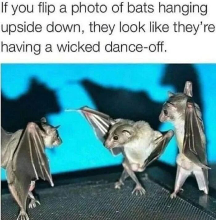 A wholesome post showing a funny optical illusion of bats hanging upside down appearing to have a dance-off.