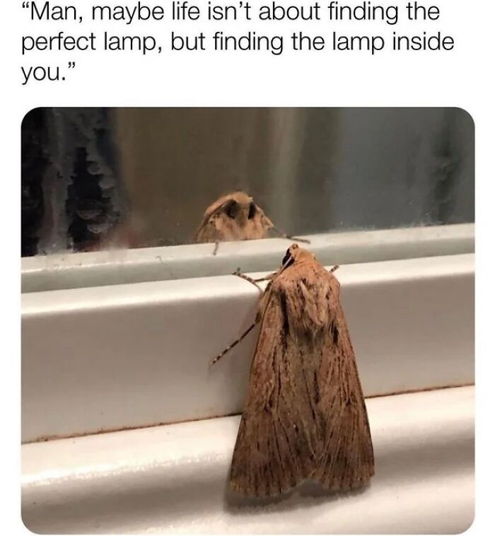 A wholesome post with a moth looking at its reflection in a window, with text about finding the lamp inside you.