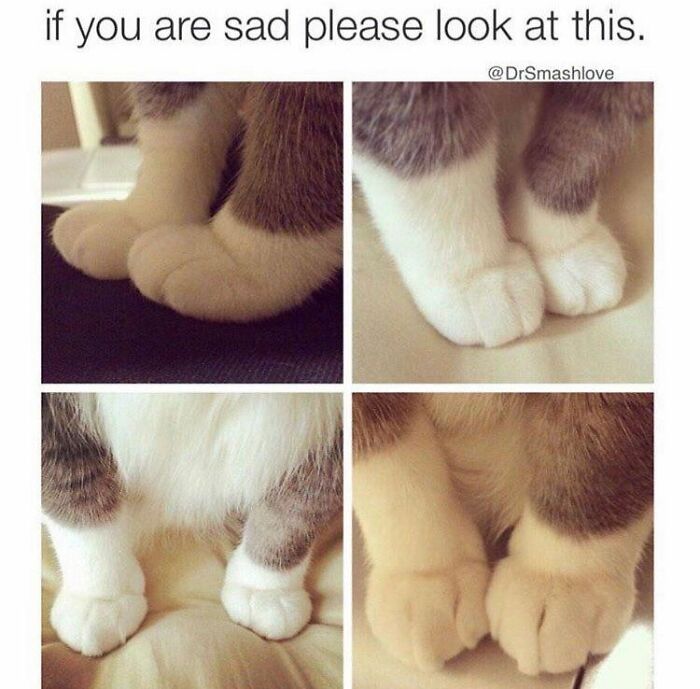 A collage of four close-up images of fluffy cat paws, a wholesome post for a tiny break.