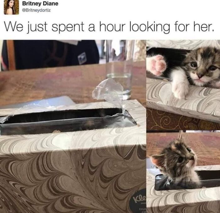 A tiny kitten peeks out from a tissue box, a wholesome post that feels like a tiny break from everything going wrong.