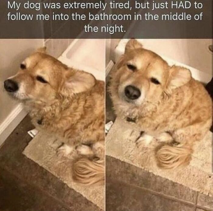 A wholesome post showing a tired corgi sitting on a bath mat, looking exhausted but still following its owner.