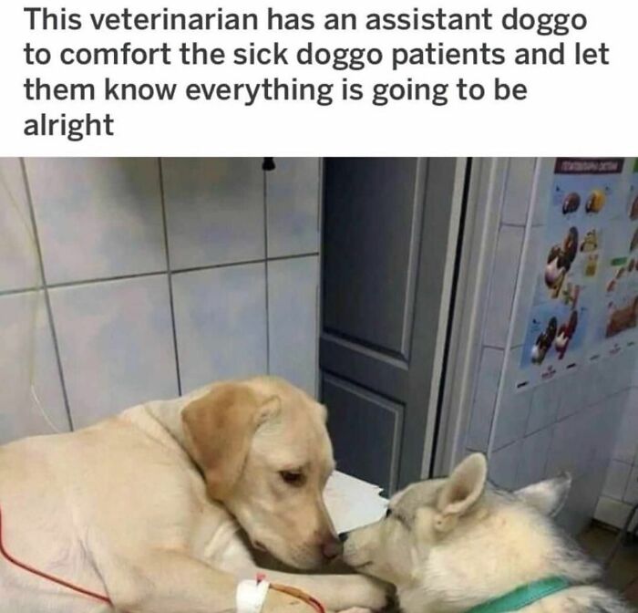 A compassionate assistant doggo comforts a sick dog patient at the vet, offering a tiny break with wholesome posts.
