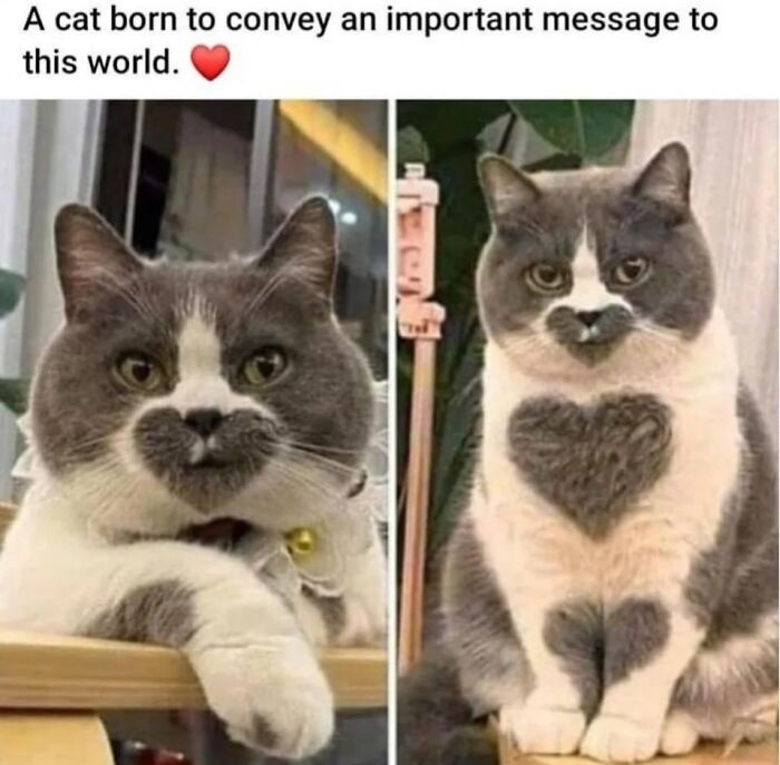 A cat with heart-shaped markings on its face and chest, conveying an important message. Wholesome posts.