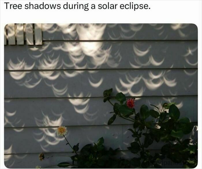 Pop culture post: Crescent-shaped shadows on a wall during a solar eclipse, offering instant good vibes.