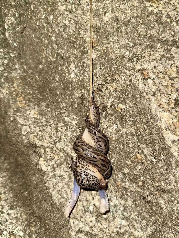 A cool animal photo capturing two slugs mating while suspended from a thread.