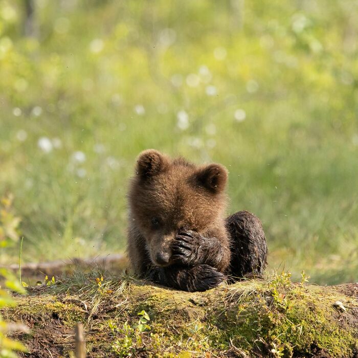 40 Amazing Animal Photos That Prove Nature And Pets Never Run Out Of Surprises