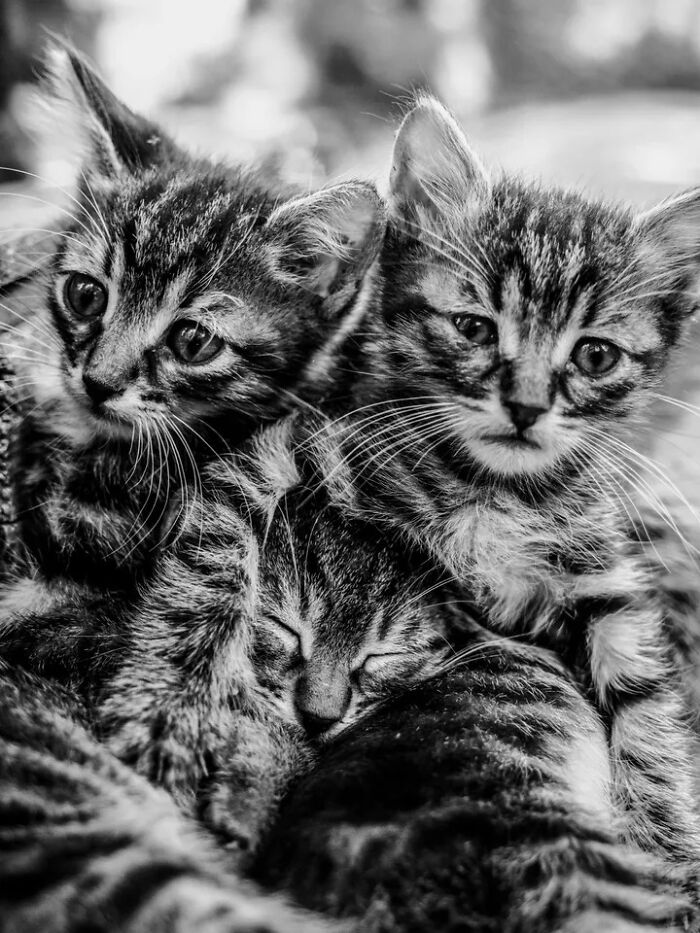 A black and white image of three perfectly timed street photos of kittens captured by Mehmet Bayram, creating art.