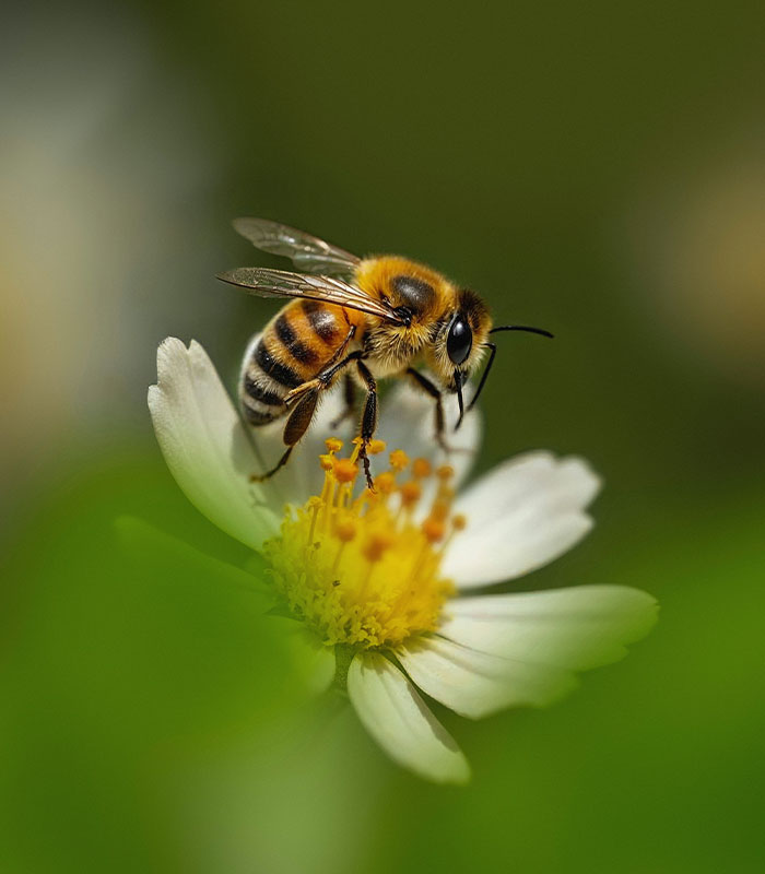 A close-up of a bee on a white flower with a yellow center, highlighting the bee-saving device impact on honey production. A close-up of a bee on a white flower with a yellow center, highlighting the bee-saving device impact on honey production.