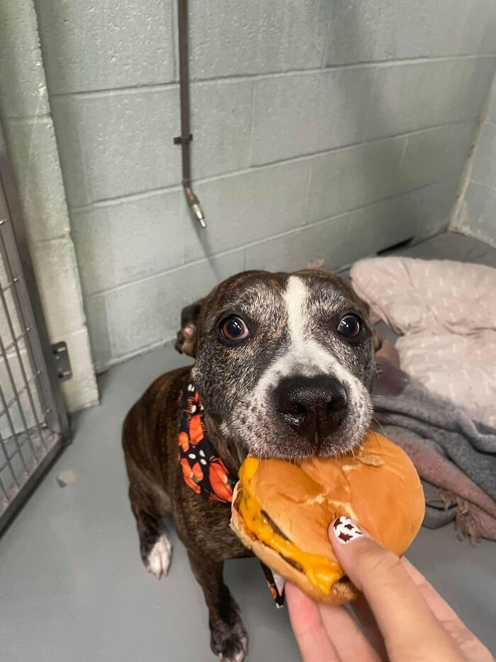 An older brindle and white shelter dog with a bandana gently takes a hamburger, showing a sweet reaction.