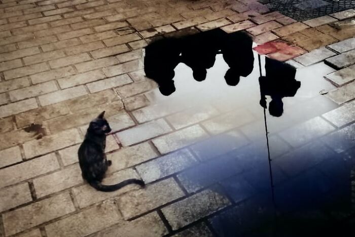 Murat Bakmaz captures the easily missed beauty of everyday life: A black cat sits next to a puddle reflecting the silhouettes of people.