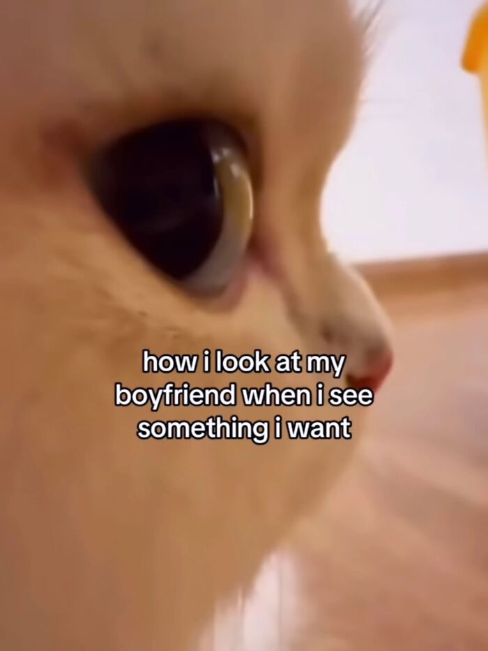 A close-up of a cat's face with large, dark eyes, expressing an intense, longing stare. This cat-memes image humorously depicts a desire for something. Sweetcatclub