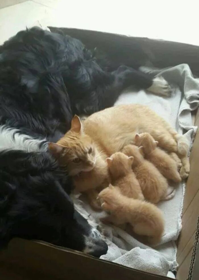 An orange cat with her tiny kittens nursing, sharing a peaceful moment with a black dog in delightful cat pics.