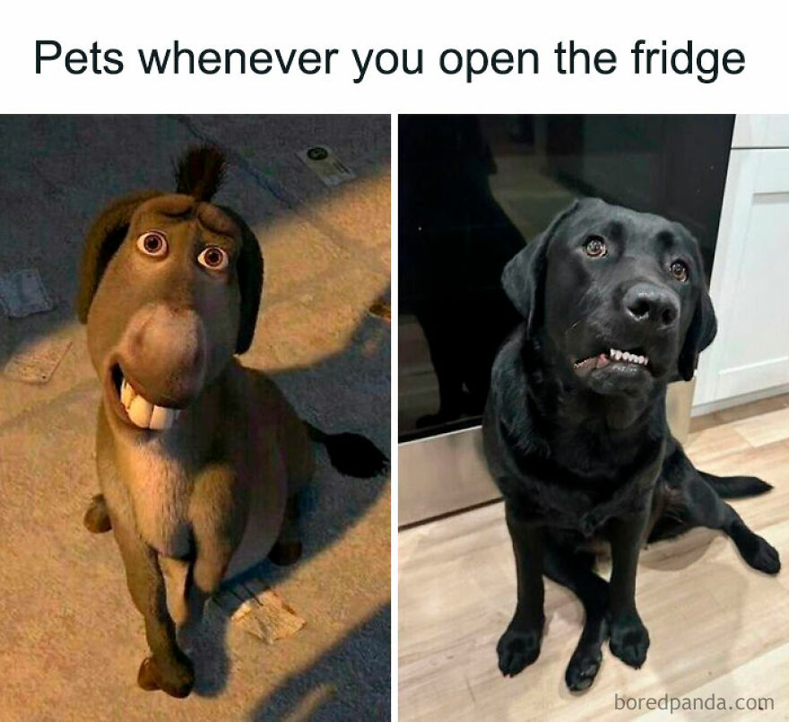 An animal meme featuring a split image of Donkey from Shrek and a black dog, both with wide smiles, waiting for food.