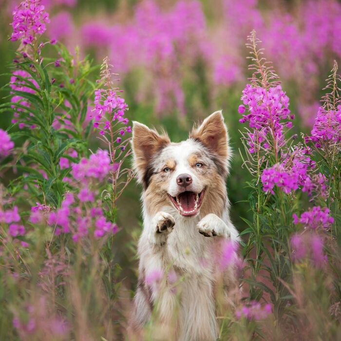 40 Amazing Animal Photos That Prove Nature And Pets Never Run Out Of Surprises