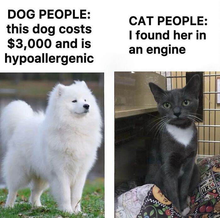A split image cat meme. Left side: a fluffy white dog with text about hypoallergenic dogs. Right side: a gray cat with text about finding a cat. The cat memes highlight life with a tiny four-legged menace.