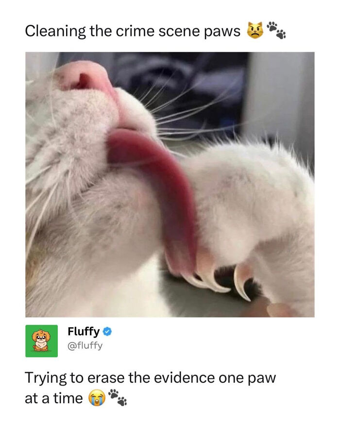 Close-up of a white cat meme licking its paw, showcasing funny animal behavior in wholesome animal memes.