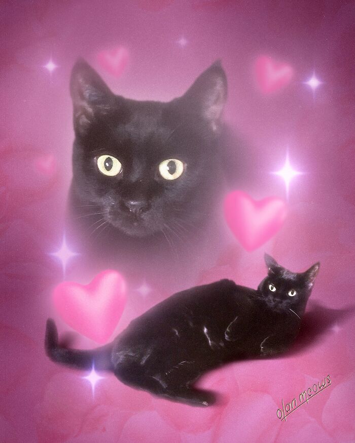 Over-the-top '80s portrait treatment of pets with a black cat posing on a pink background, surrounded by hearts and a ghostly cat face.