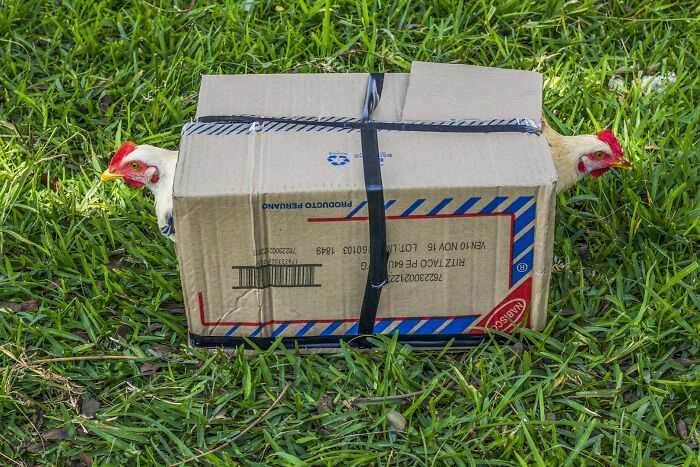 Two chickens peering out of a cardboard box in a street photography awards image.