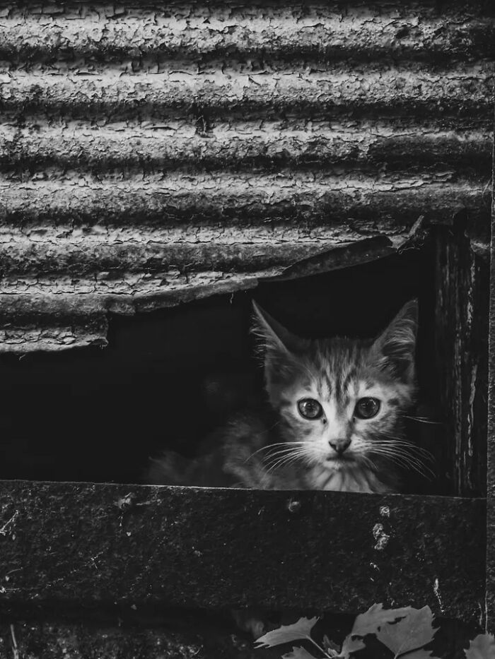 A perfectly timed street photo by Mehmet Bayram of a kitten peering out of a dark, rustic opening.